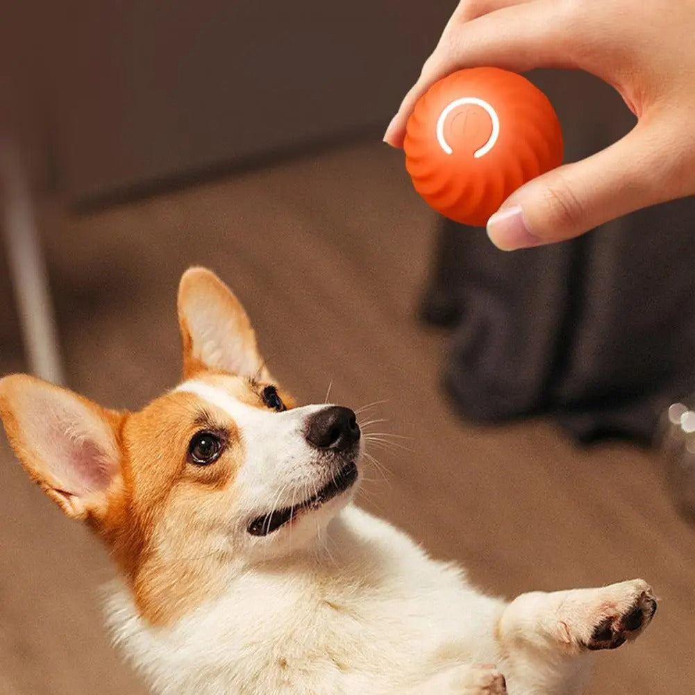 PlezierBal | Speelplezier voor jouw hond!