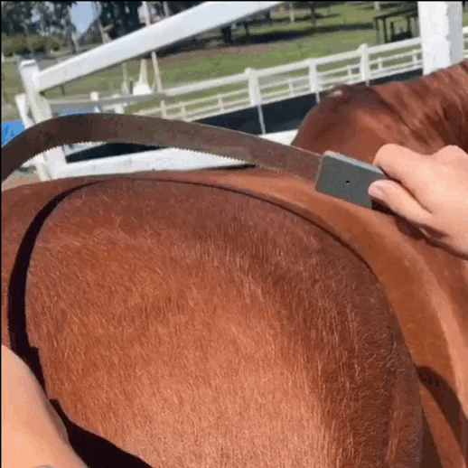 GallopGlow | Ontketen de schittering van je paard met stralende verzorging!