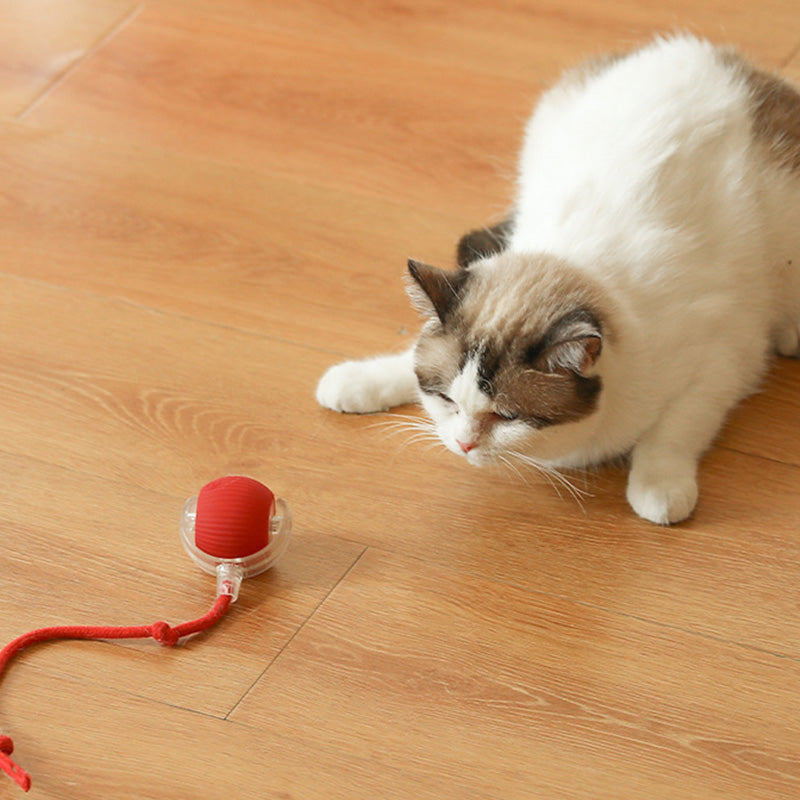 Kattenpret | Houd je kat gelukkig met de zelfrijdende bal!